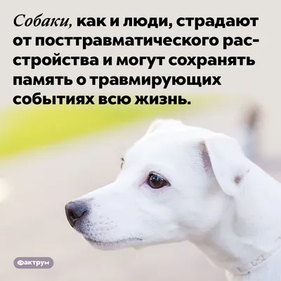 Интересные факты о собаках