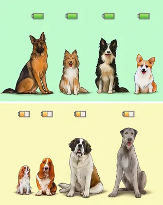 100 интересных, удивительных и необычных фактов о собаках со всего мира |  Про домашних животных | Дзен