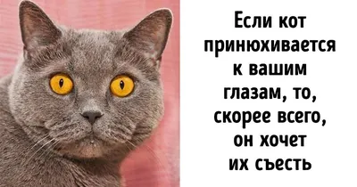 13 удивительных фактов о животных