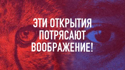 Интересные факты о животных, которые вы, возможно, не знали ! | Интересные  истории. | Дзен