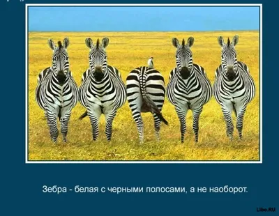 Узнаем интересные факты о животных – распечатать задание Мир животных  скачать карточки в PDF на childdevelop – Развитие ребенка