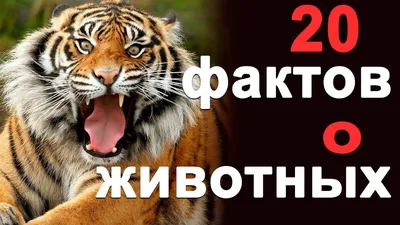 100 Интересных фактов. Животные - купить с доставкой по Москве и РФ по  низкой цене | Официальный сайт издательства Робинс