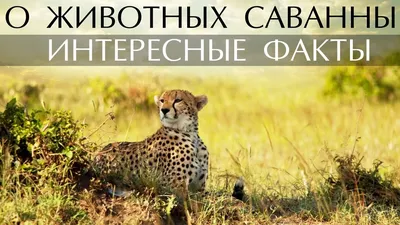 ТОП-10 книг про животных от известных детских издательств. Детям 4-6 лет |  Издательство "Мелик-Пашаев" | Детские книги | Дзен