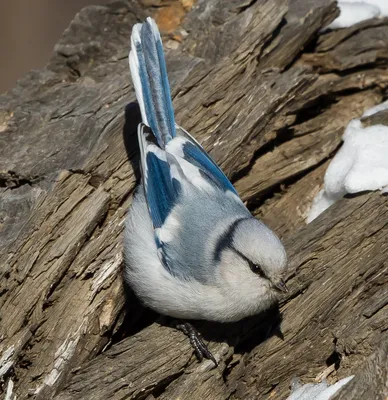 PDF) Checklist of the birds of [the] Russian Federation