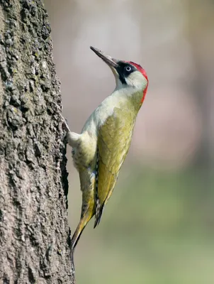 Клуб Людей и Птиц. ФОРУМЫ  / Большая синица (Parus major)