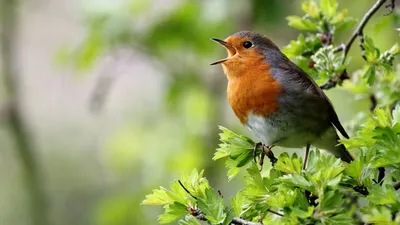 Интересные факты о птицах | Факты про животных | Дзен