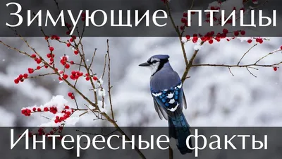 ТОП-20 ИНТЕРЕСНЕЙШИХ ФАКТОВ О ПТИЦАХ! | ZAMANUXA59 | Дзен