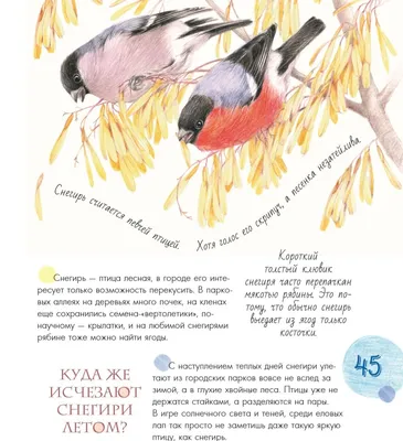 Интересные факты о городских птицах | Детские книги издательства АСТ | Дзен