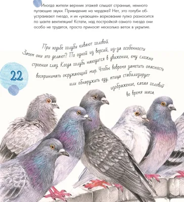Интересные факты о городских птицах | Детские книги издательства АСТ | Дзен