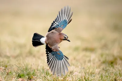 10 интересных фактов о птицах