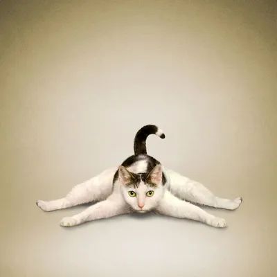 Животные занимаются йогой « FotoRelax | Cat yoga, Cute cats, Dog cat  pictures