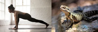 Yoga sequência | Морская свинка, Йога для детей, Животные