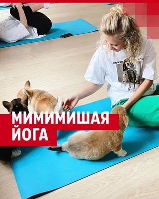 Йога с котами: как животные могут помочь в практике» — создано в Шедевруме