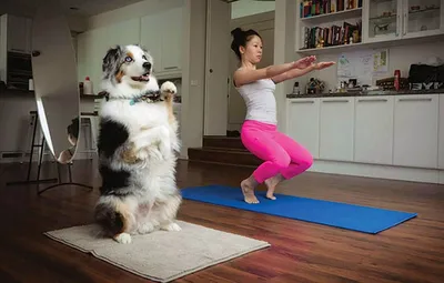 стойка на передних лапах | Dog yoga, Dog doing yoga, Dog pictures