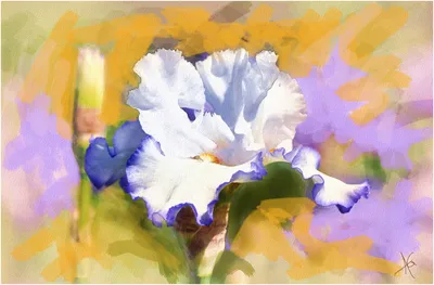 Iris, Рисунок - Irina Laskin | Artmajeur