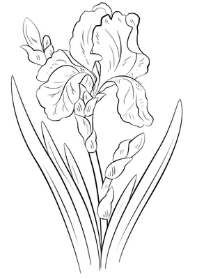 Как нарисовать цветок для начинающих // Ирис карандашами - YouTube