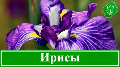 Ирисы купить: цена и стоимость на ирисы в Челябинске на заказ с доставкой