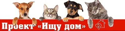 Daryna Savikhina - ищу дом для бездомных животных