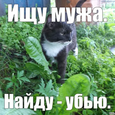 Ищу мужа | Пикабу