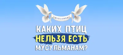 Каких птиц нельзя есть мусульманам? | 