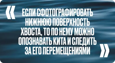 Ватикан и геополитика. Наступление в год милосердия (Polonia Christiana,  Польша) | , ИноСМИ