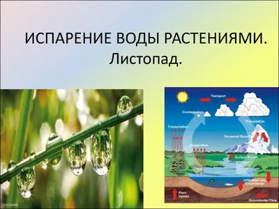 Свет заставил воду испаряться без нагрева