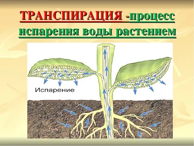 Испарение воды растениями. Кратко - Наука и Техника - Каталог статей - Блог  Ильи Винштейна