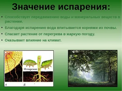 Испарение воды в озере стоковое изображение. изображение насчитывающей пуща  - 96771477