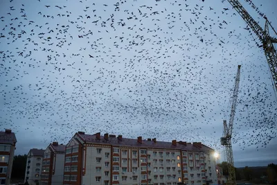 россиян напугала огромная стая птиц в Краснодарском крае , видео - Телеграф