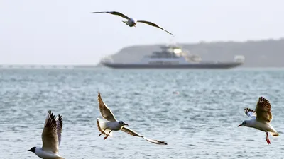 22 года спустя: в дельте Волги вновь появилась редкая птица - Новости РГО