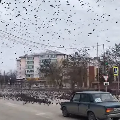 Воронежские зоозащитники приютили больше 130 пострадавших на Благовещение  птиц – Новости Воронежа и Воронежской области – Вести Воронеж