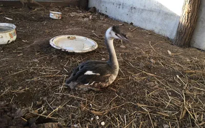 Доводит до психоза: уфимцы пожаловались на жуткие звуки на улице и в  квартирах — Новости Уфы и Башкирии - Медиакорсеть