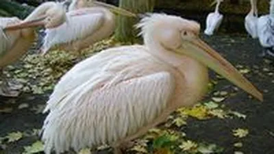 В Новосибирске может появиться стая «блудных» пеликанов - 