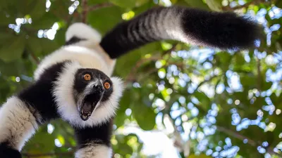 18 ярких доказательств того, что миром правят смешные животные!