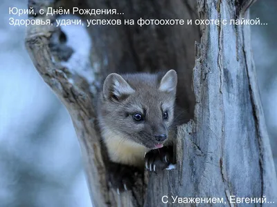 Сараева Юрия с Днем Рождения! - Поздравлялка - ОХОТА С ЛАЙКОЙ