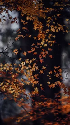 Пин от пользователя Джоанны Уолтон на доске Ready for Fall🍂 в 2023 году | Осенние обои, Пейзажные обои, Милые осенние обои