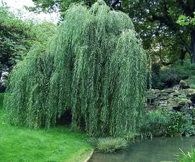 Ива плакучая Salix pendula