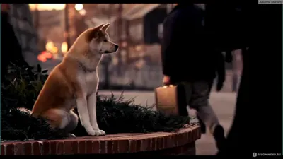 Хатико Самый верный друг / Hachiko: A Dog's Story (2009, фильм) - «Порой  собака искреннее человека!» | отзывы