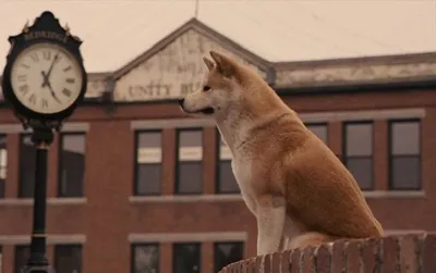 Хатико: Самый верный друг"-фильм и реальные события. Невероятная история  пса, который ждал умершего хозяина до конца жизни. | Мир в кармане. | Дзен