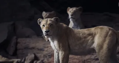Король Лев (2019) - Lion King, The - кадры из фильма - голливудские  мультфильмы - Кино-Театр.Ру
