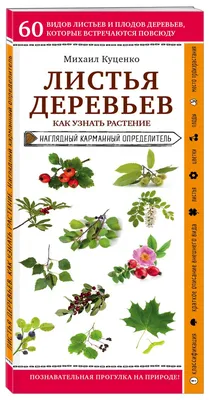 Бурые, жёлтые, красные — почему осенью листья деревьев меняют цвет и от  чего он зависит | Полярная крачка | Дзен