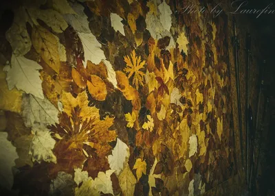 Набор осенних листьев из вафельной бумаги, цвет микс, Top Decor, Россия,  18-23 шт - Цена в Москве
