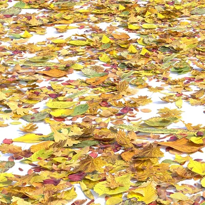 Аппликация из осенних листьев " Наступила осень". Пошаговая инструкция с  фото. | Лепим с Таней | Дзен