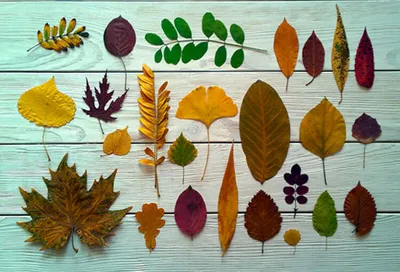 Подарок из осенних листьев - 60 фото
