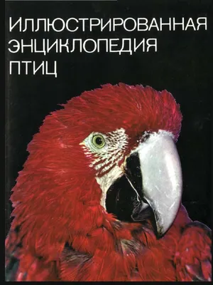 Коллективная работа по рисованию и аппликации в подготовительной к школе  группе «Покормите птиц зимой!» (5 фото). Воспитателям детских садов,  школьным учителям и педагогам - Маам.ру