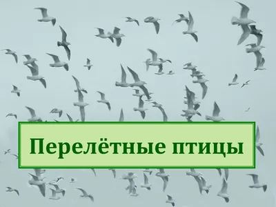 Птицы. ИЗО, поделки, рисование, страница 5. Воспитателям детских садов,  школьным учителям и педагогам - Маам.ру