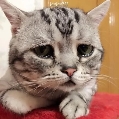 Рисунок на тему кот наплакал - 44 фото