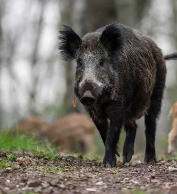 Как кабан живёт осенью: несколько интересных фактов из жизни дикой свиньи |  Пикабу