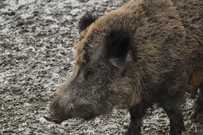 🐗 Купить котлетное мясо кабана: цена за кг 920 руб - кабанье мясо в Москве  с доставкой - интернет-магазин Дикоед