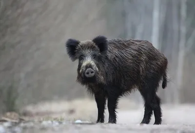 Отец касаясь головы дикого кабана на рынке изображение_Фото номер  501456322_JPG Формат изображения_